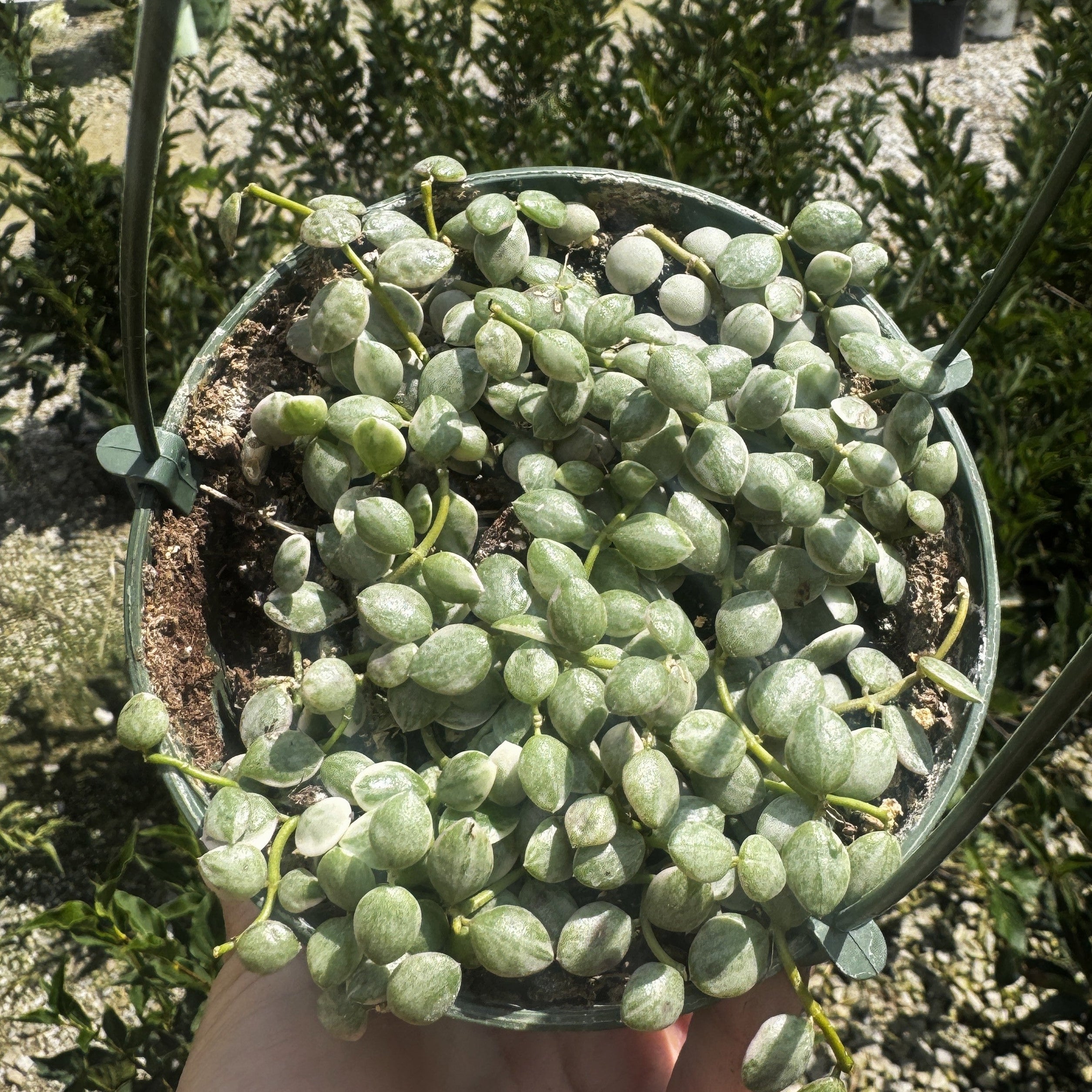 Variegated String of Nickles | Dischidia nummularia 'Variegata'