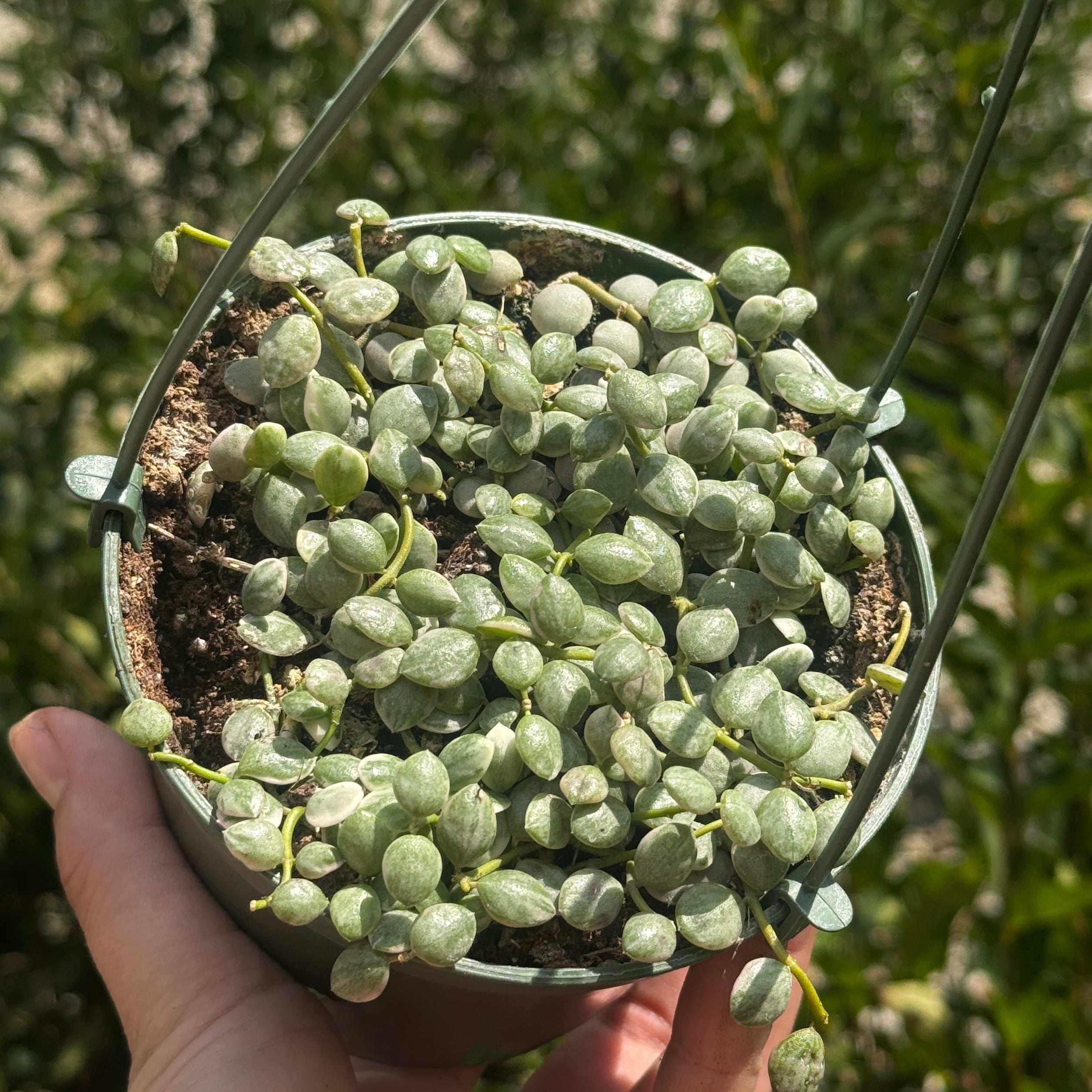 Variegated String of Nickles | Dischidia nummularia 'Variegata'