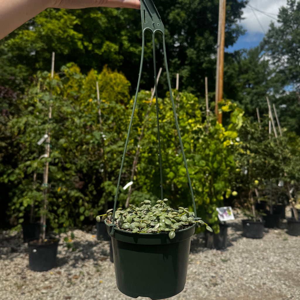 Variegated String of Nickles | Dischidia nummularia 'Variegata'