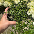 Million Hearts | Dischidia ruscifolia