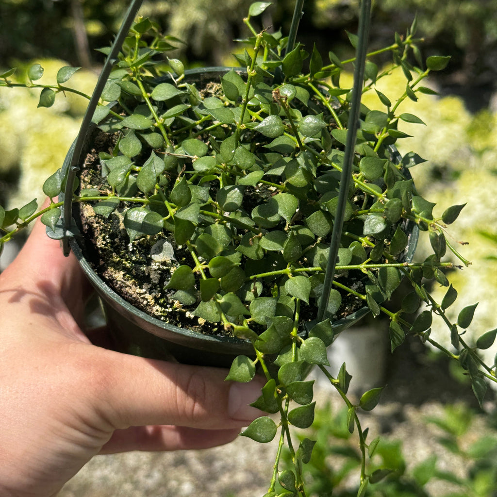 Million Hearts | Dischidia ruscifolia