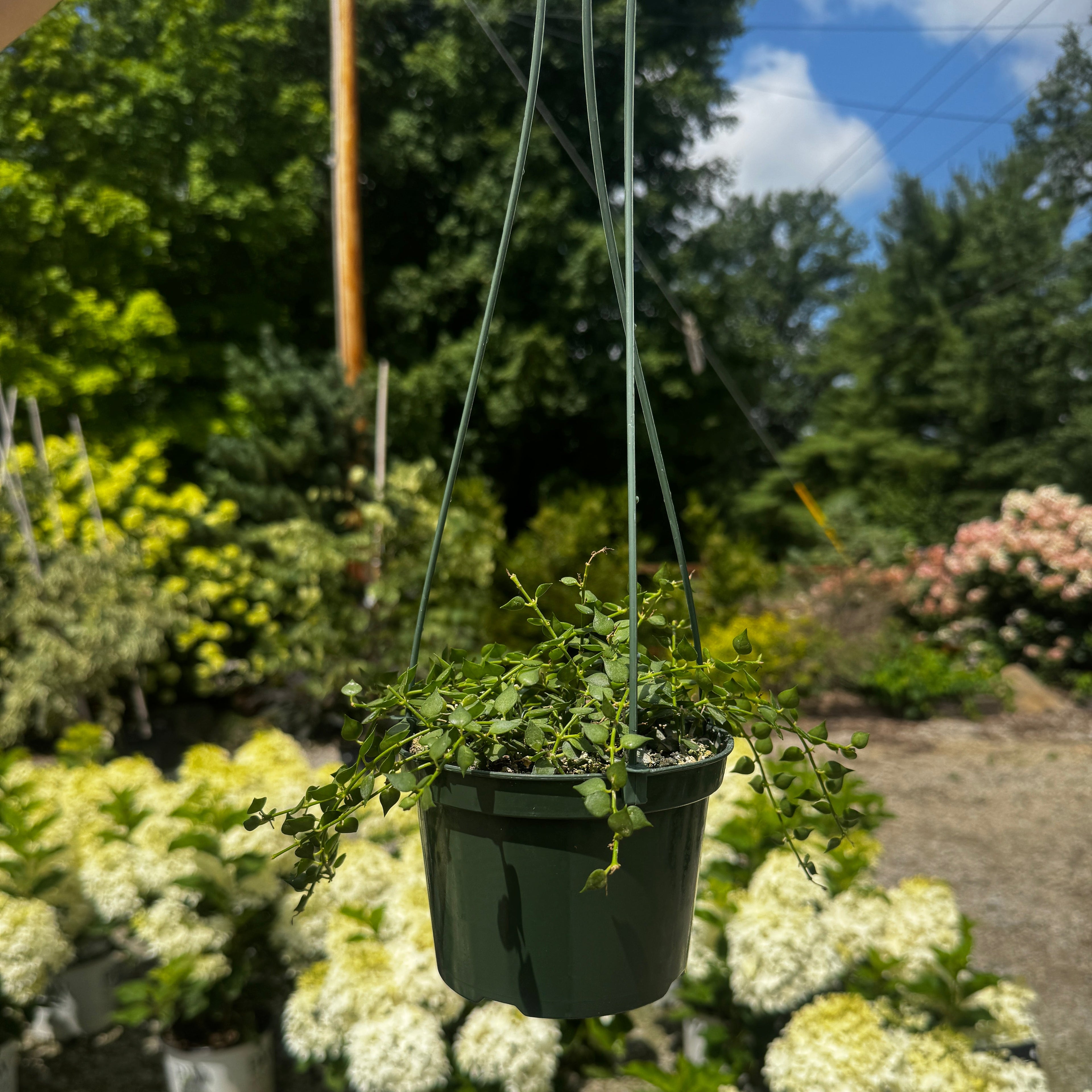 Million Hearts | Dischidia ruscifolia