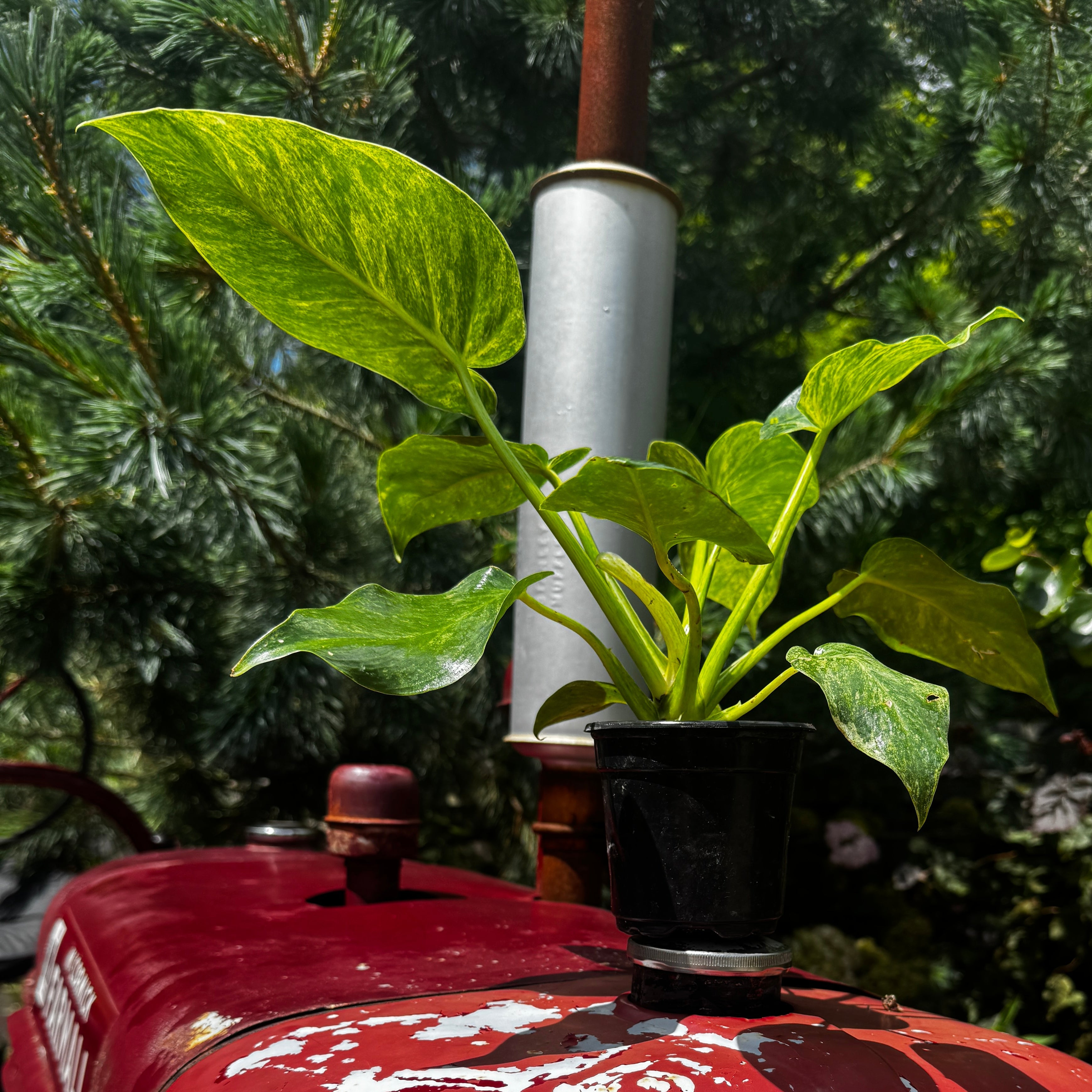 Philodendron Giganteum 'Blizzard'