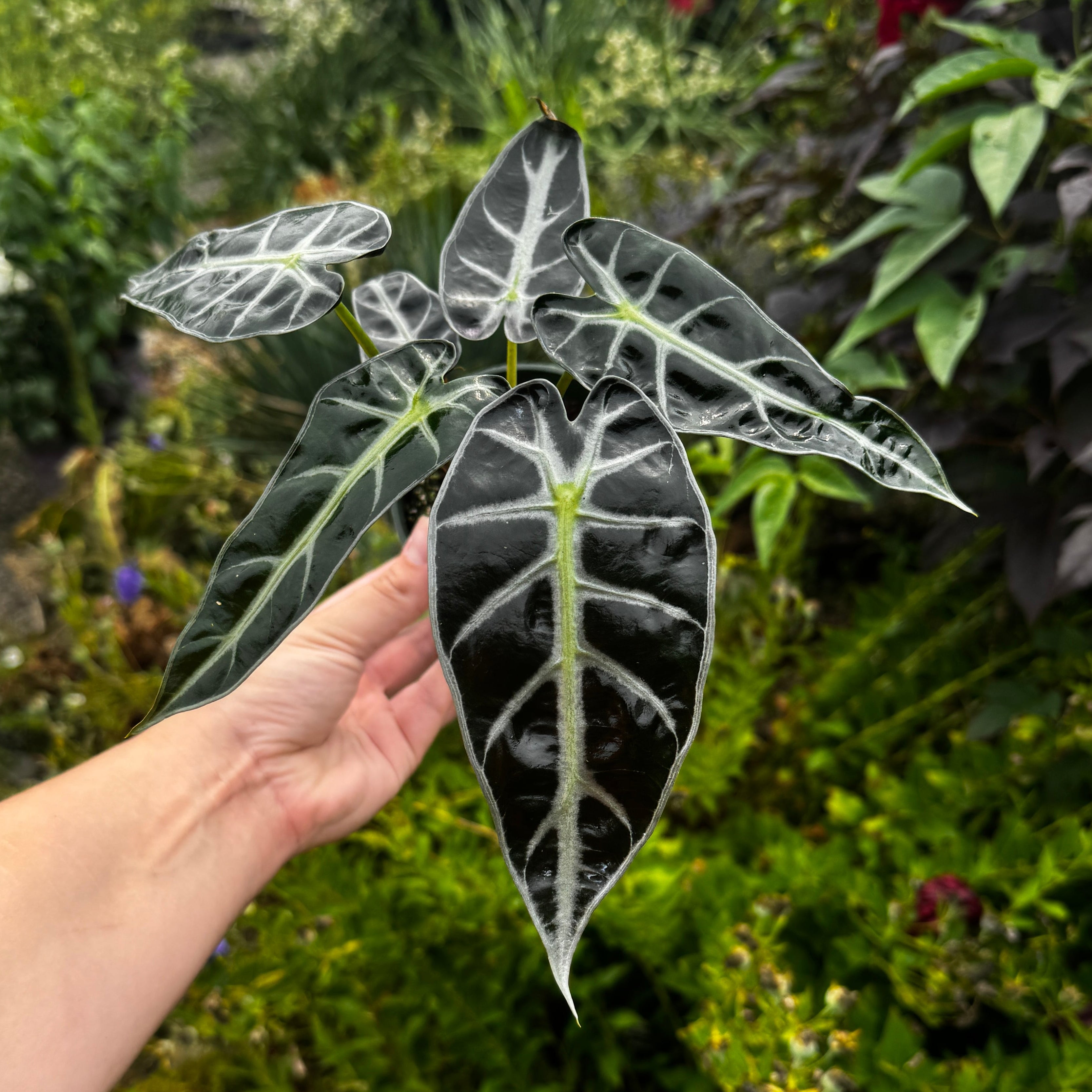 Alocasia amazonica 'Bambino'