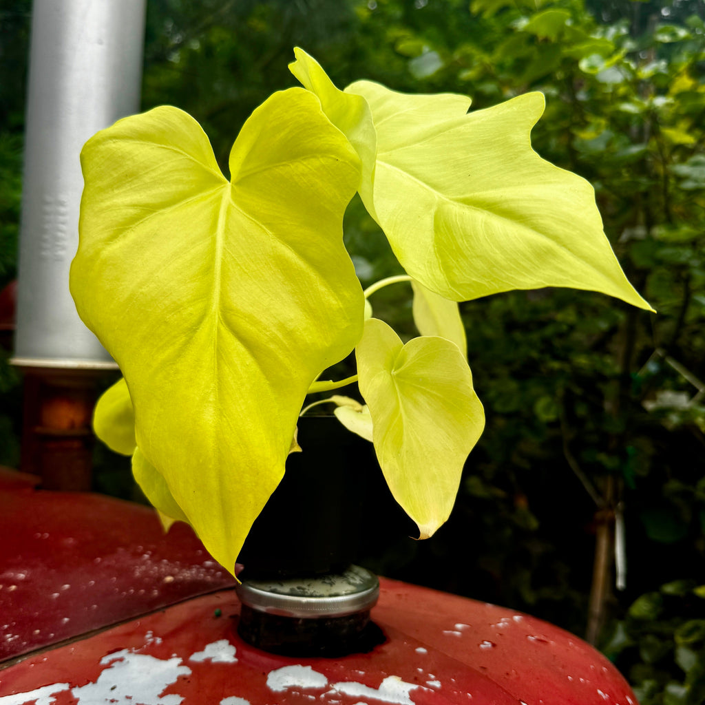 Golden Snowflake Philodendron | Philodendron warszewiczii 'Aurea'