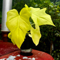 Golden Snowflake Philodendron | Philodendron warszewiczii 'Aurea'