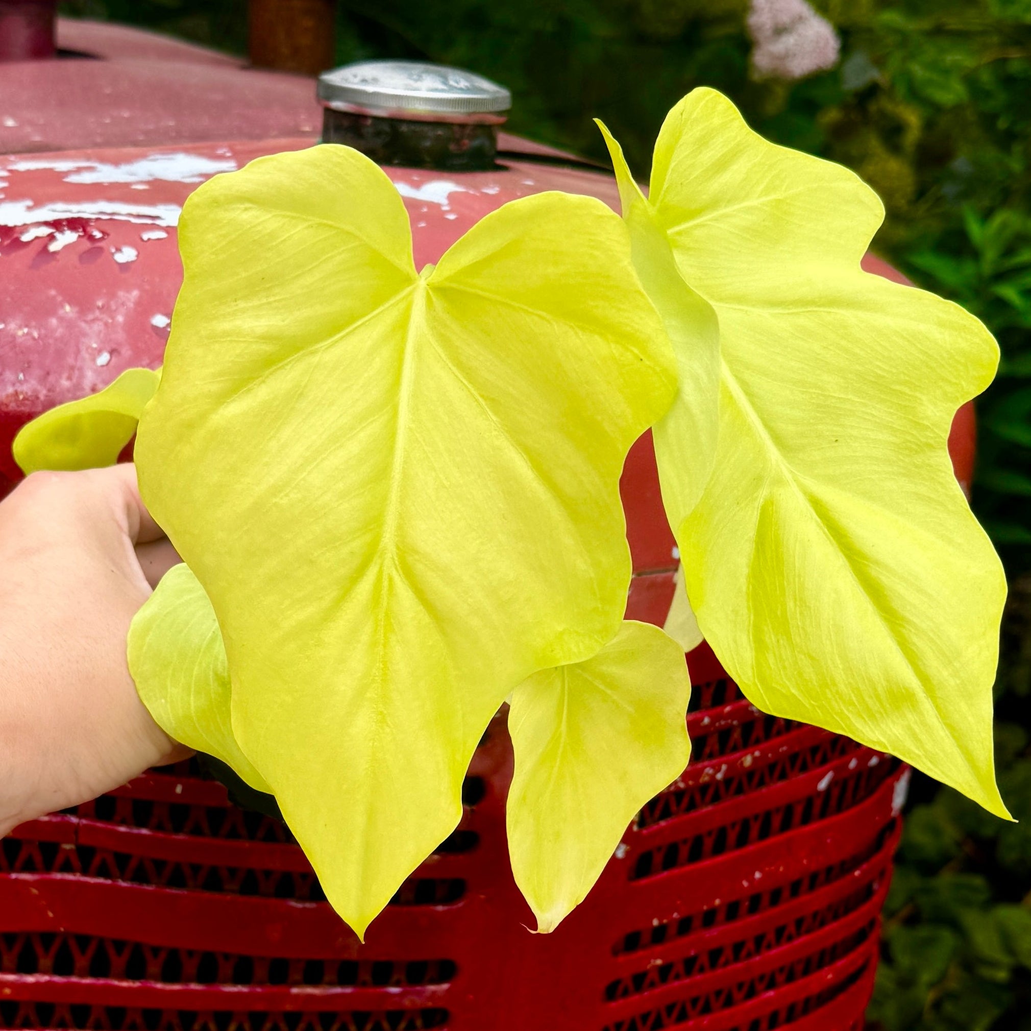 Golden Snowflake Philodendron | Philodendron warszewiczii 'Aurea'