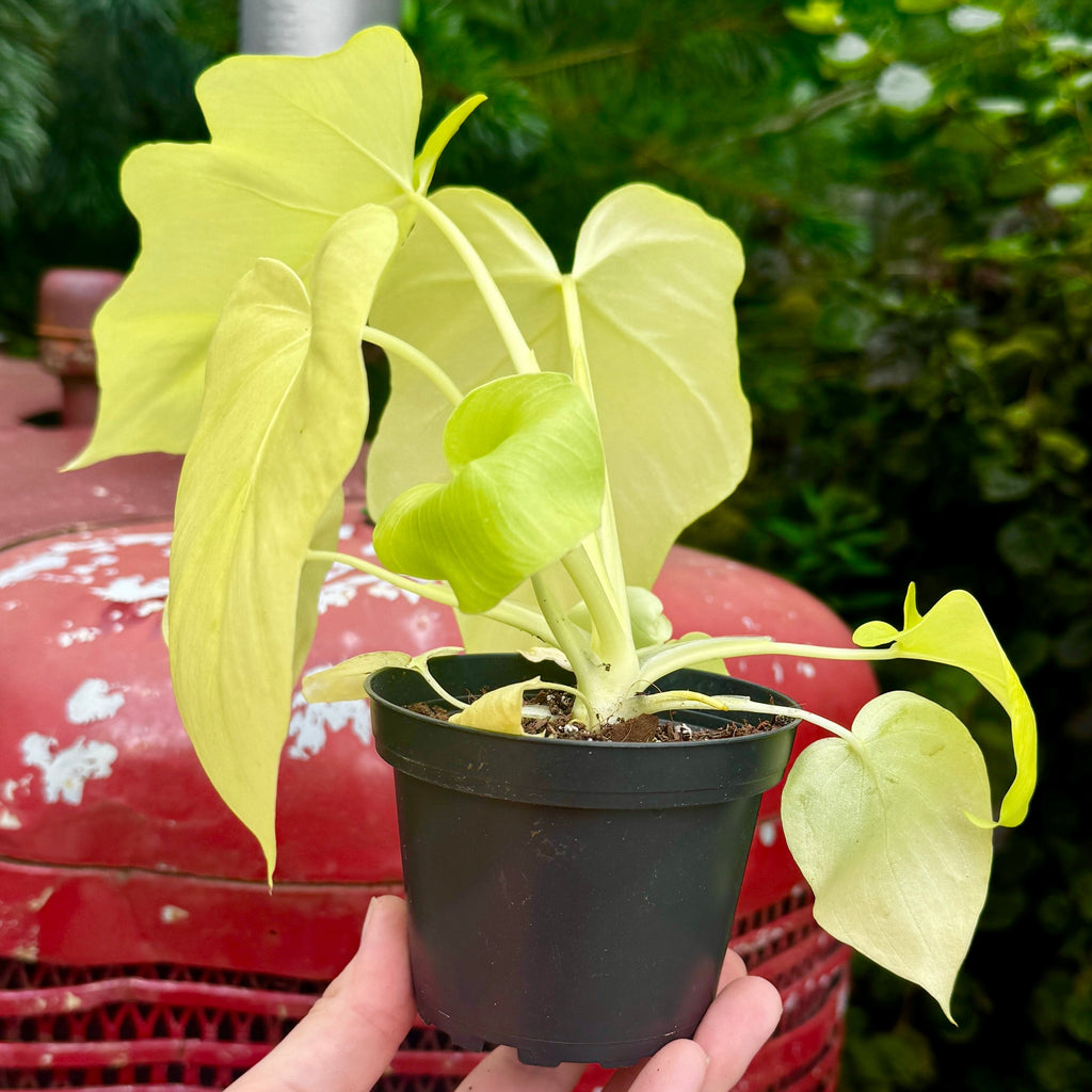 Golden Snowflake Philodendron | Philodendron warszewiczii 'Aurea'