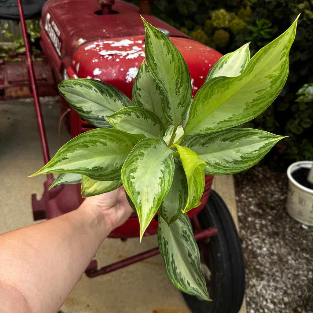 Chinese Evergreen | Aglaonema 'Silver Bay'