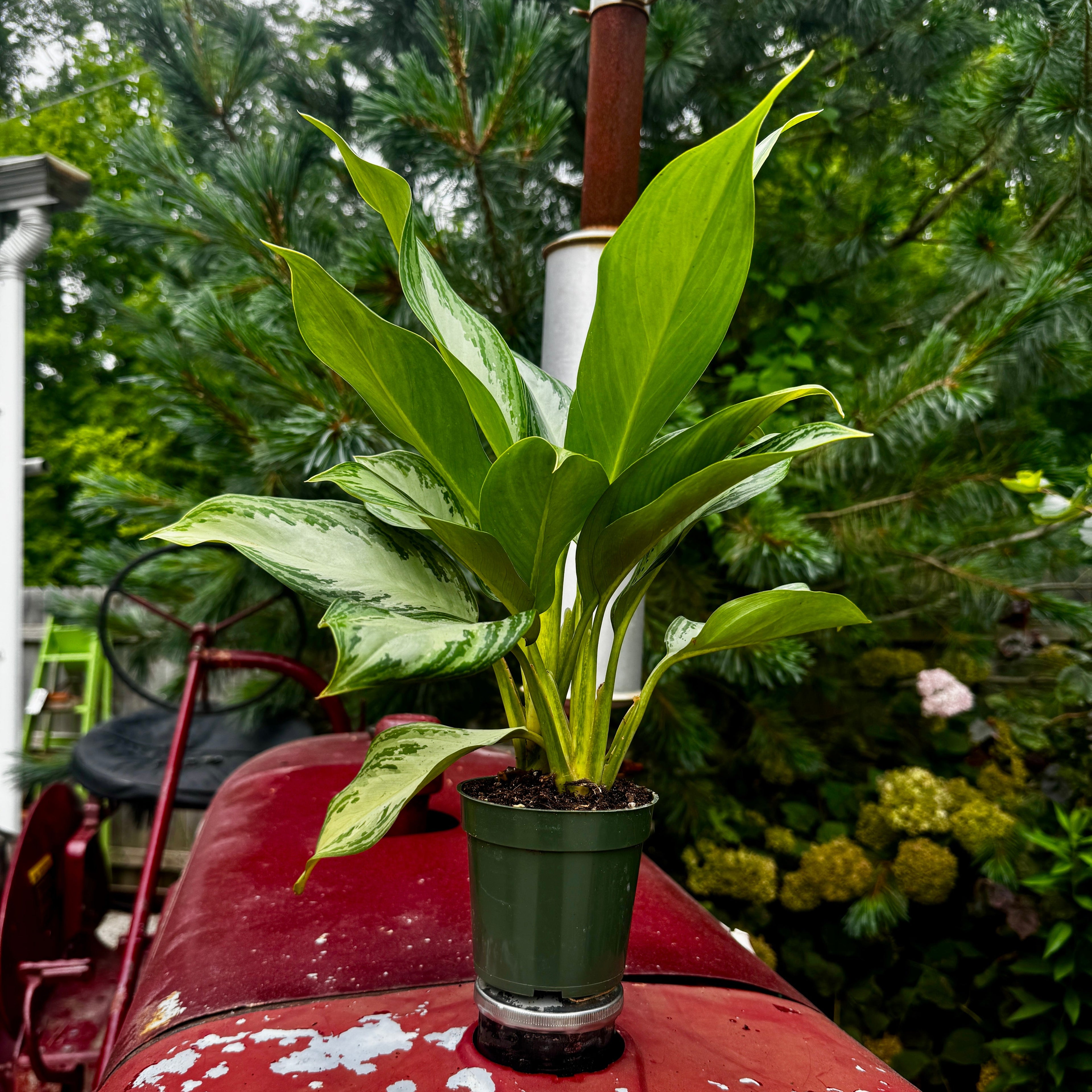 Chinese Evergreen | Aglaonema 'Silver Bay'