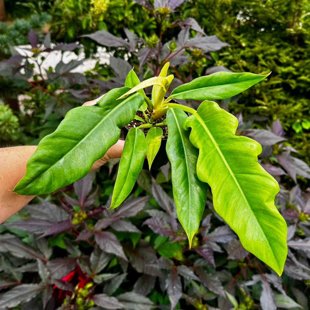 Philodendron Jungle Boogie | Philodendron 'Narrow'