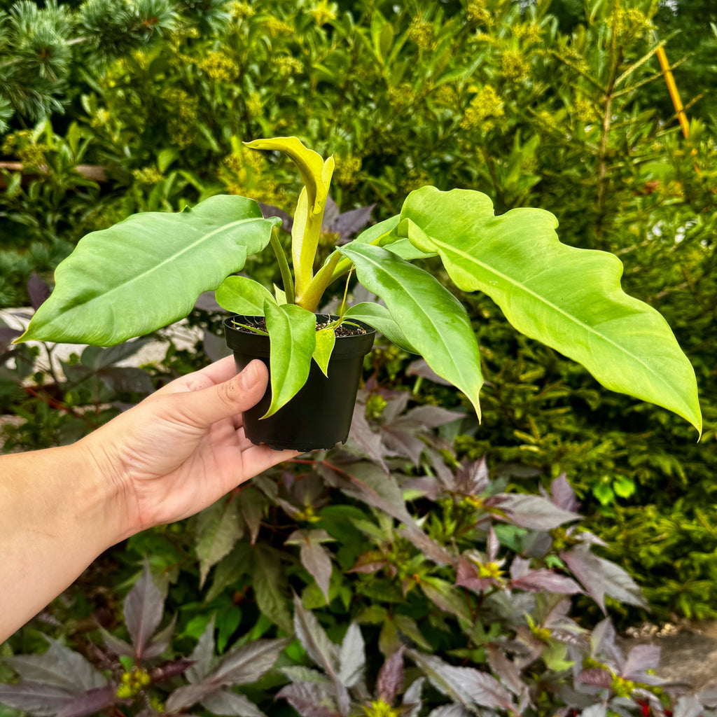Philodendron Jungle Boogie | Philodendron 'Narrow'