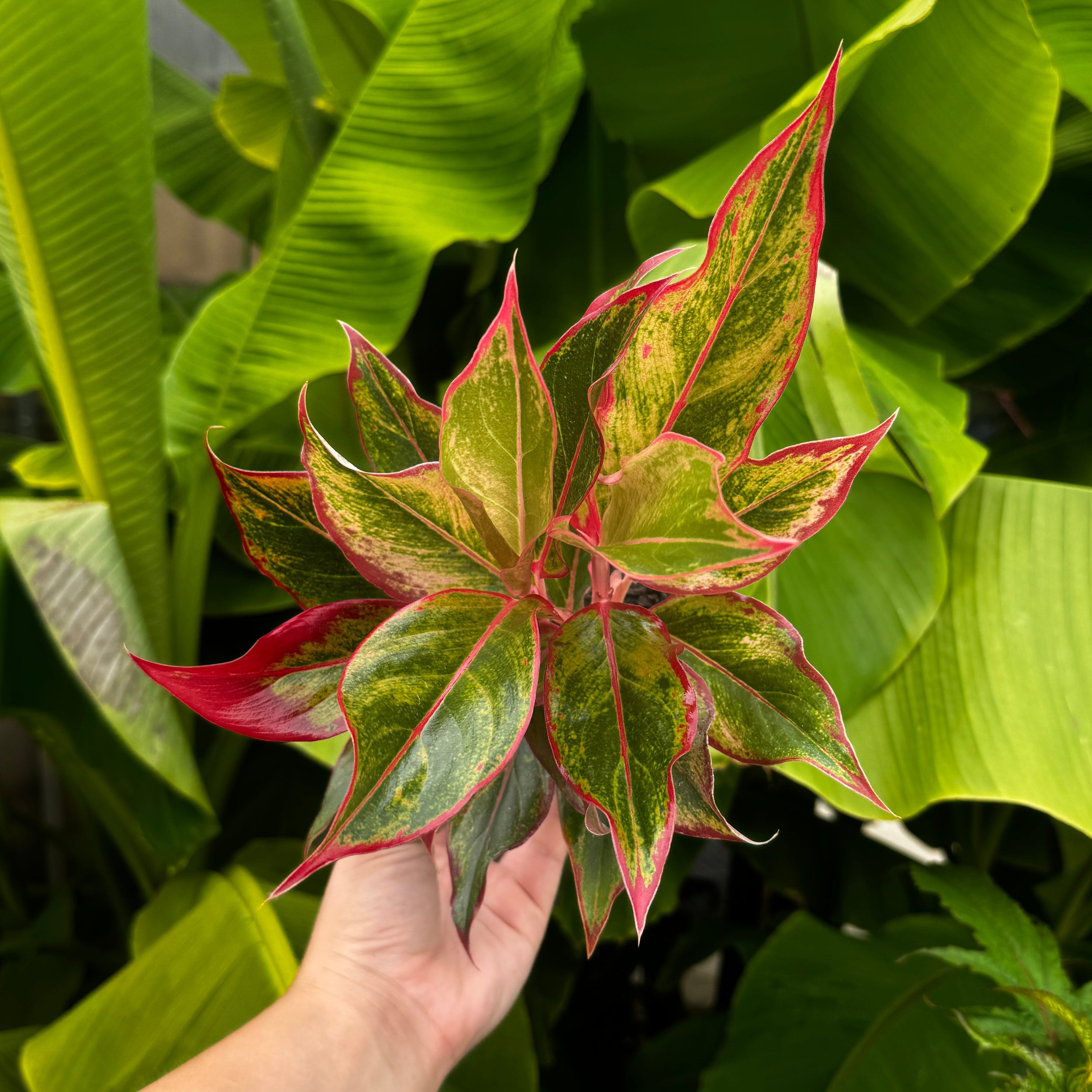 Chinese Evergreen | Aglaonema 'Aurora Siam'
