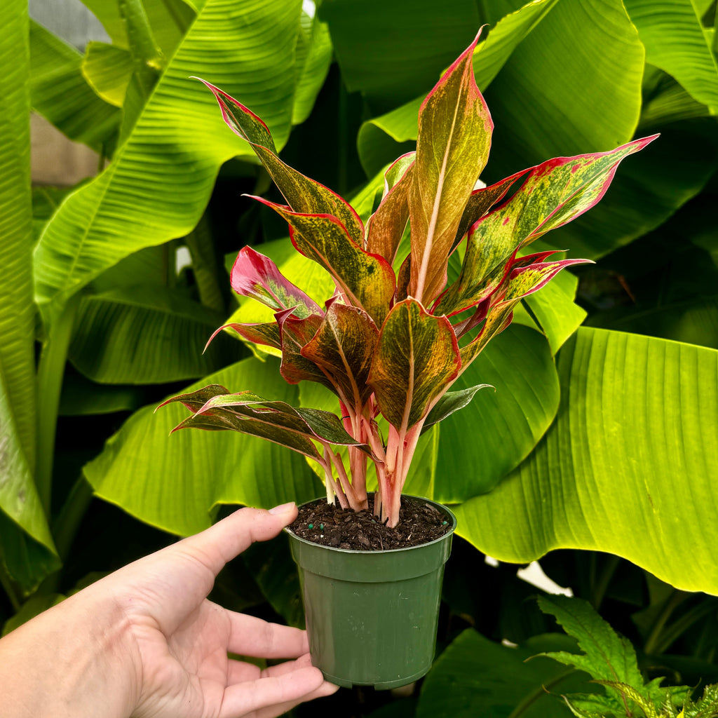 Chinese Evergreen | Aglaonema 'Aurora Siam'