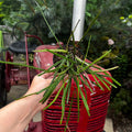 Hoya 'Insularis'