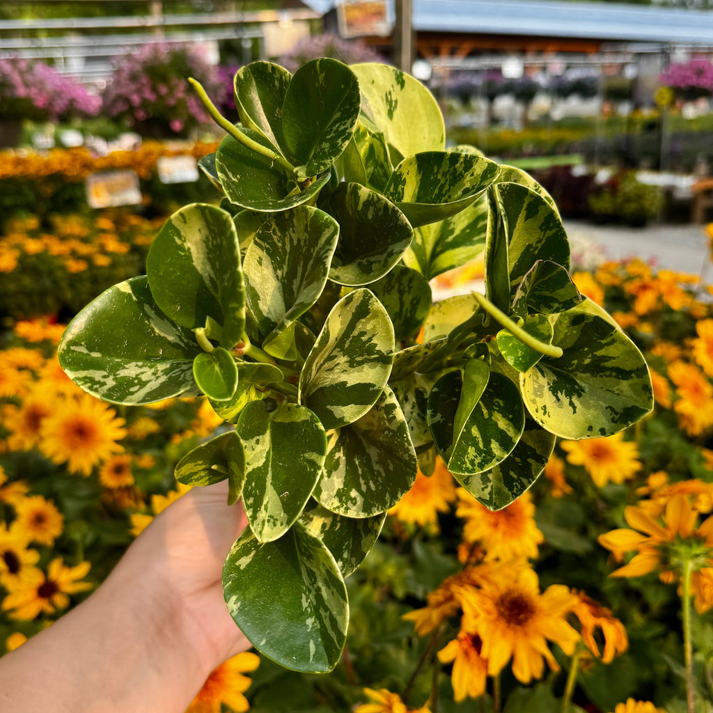 Variegated Baby Rubber Plant | Peperomia Obtusifolia 'Marble'