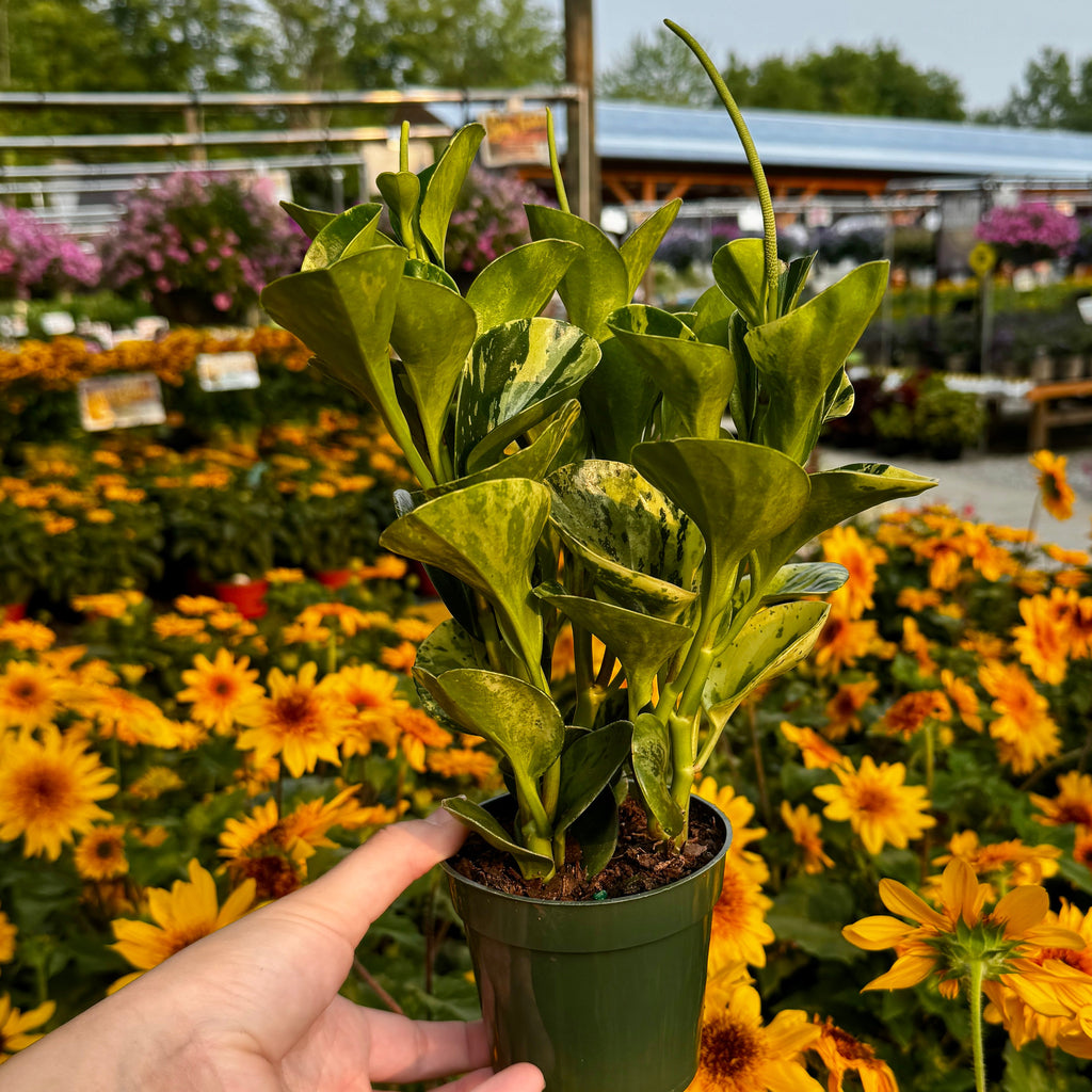Variegated Baby Rubber Plant | Peperomia Obtusifolia 'Marble'