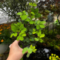 Sensitive Plant | Touch-Me-Not | Mimosa Pudica