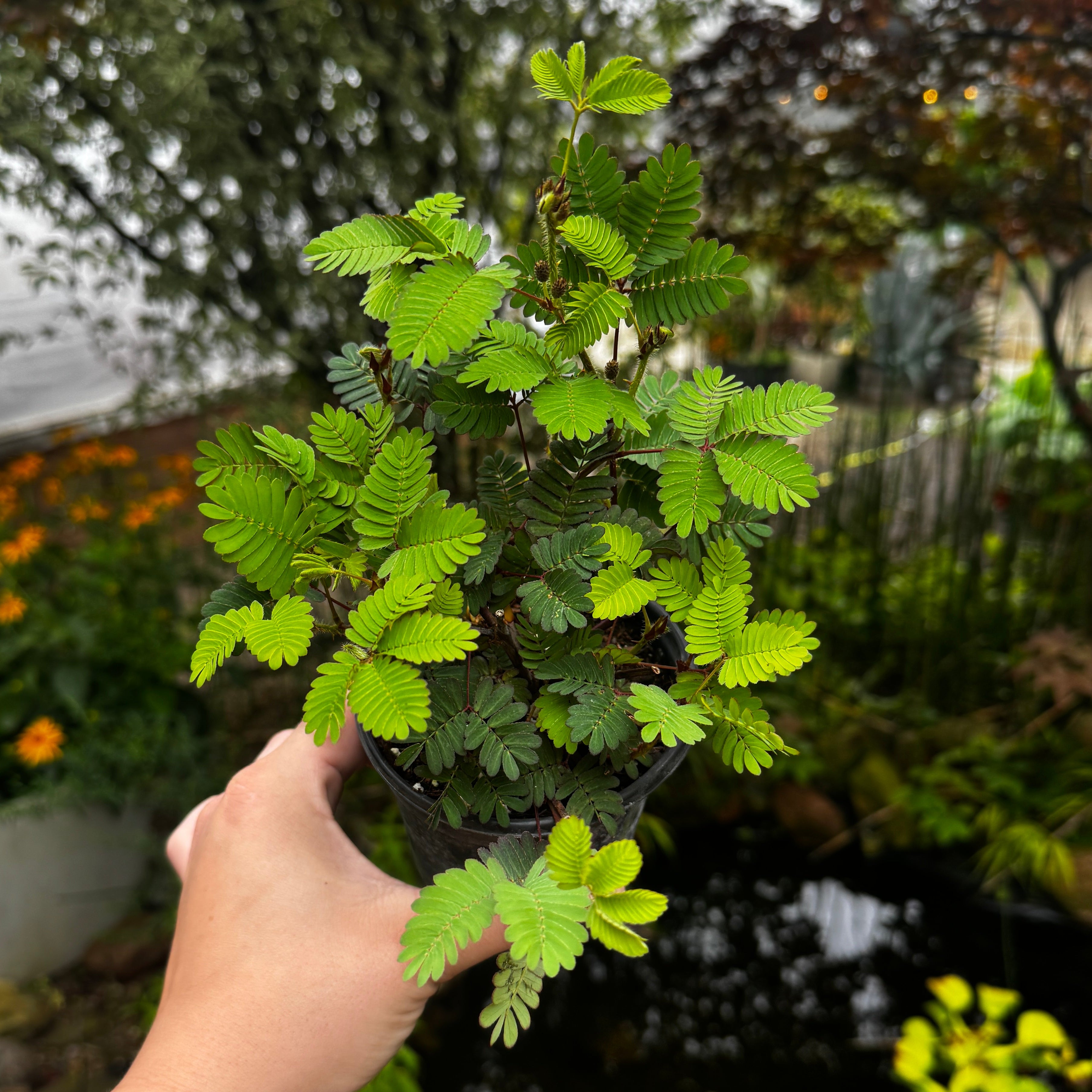 Sensitive Plant | Touch-Me-Not | Mimosa Pudica