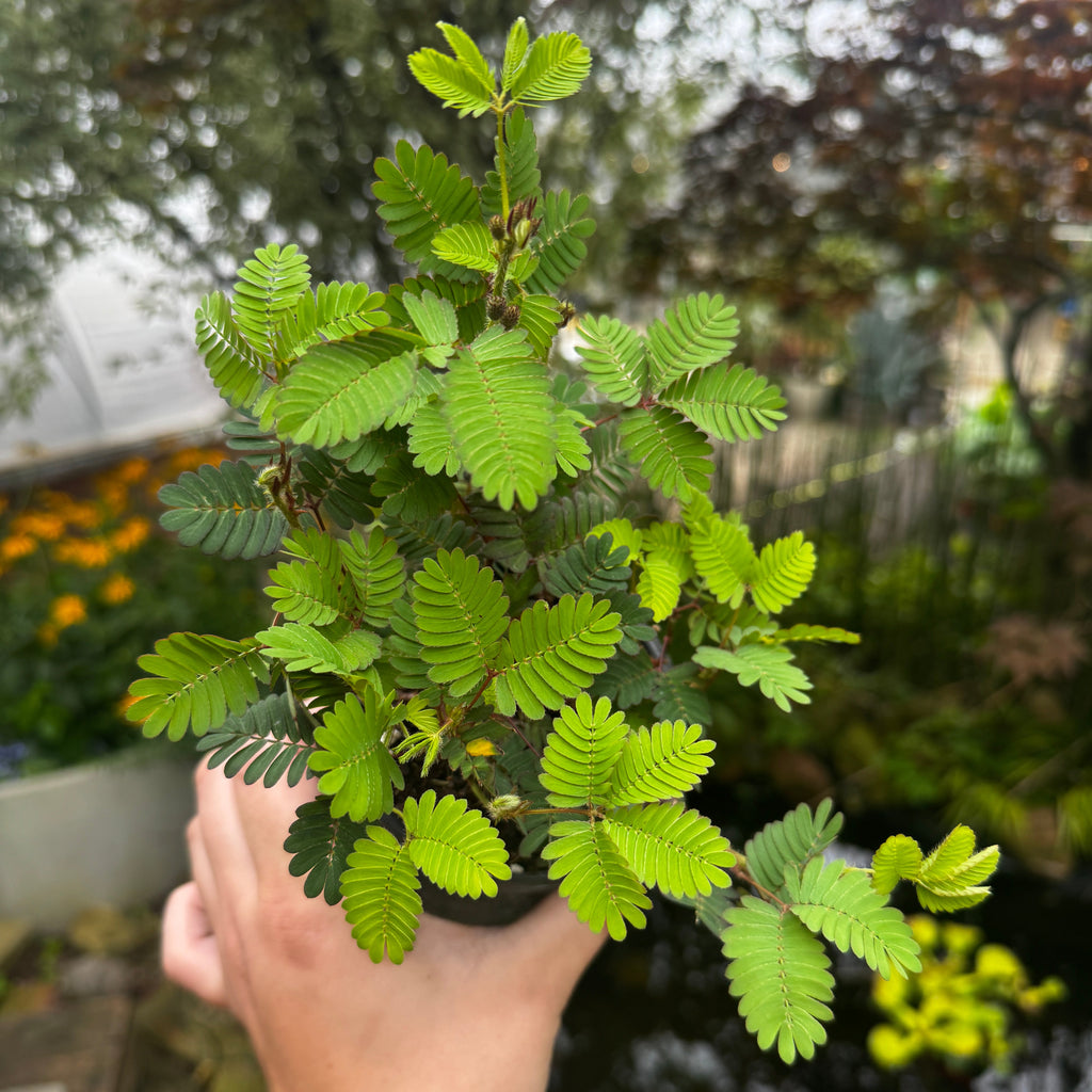 Sensitive Plant | Touch-Me-Not | Mimosa Pudica