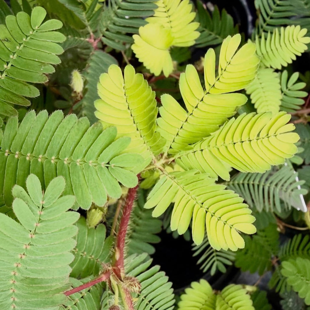 Sensitive Plant | Touch-Me-Not | Mimosa Pudica