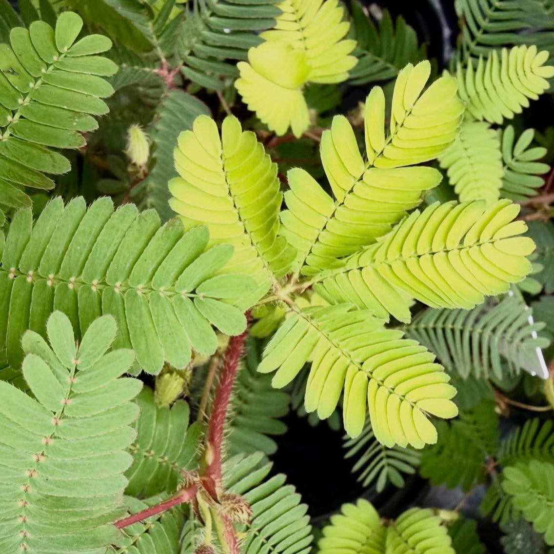 Sensitive Plant | Touch-Me-Not | Mimosa Pudica
