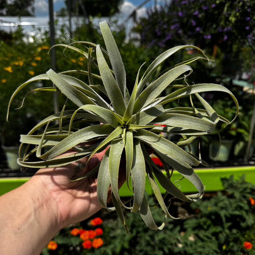 Tillandsia Cacticola
