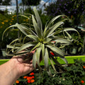 Tillandsia Cacticola