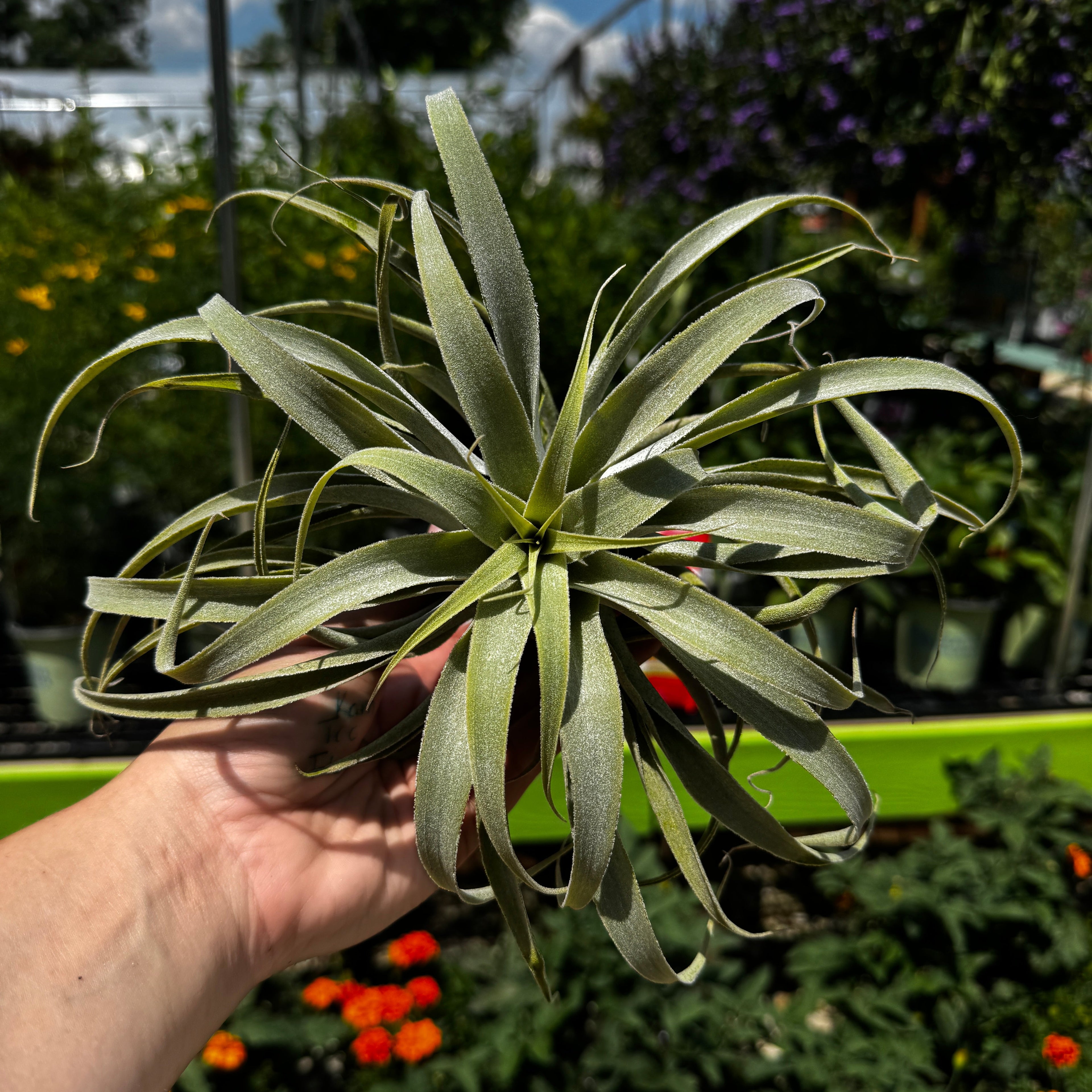 Tillandsia Cacticola