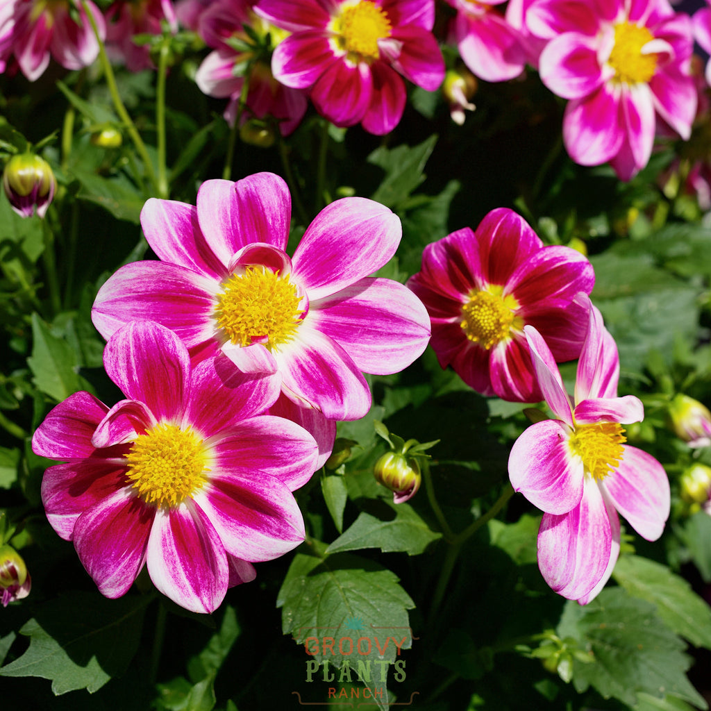 Dahlia 'Summer Bees Purple' ~ Trio of 3 Hefty Plants for Preorder