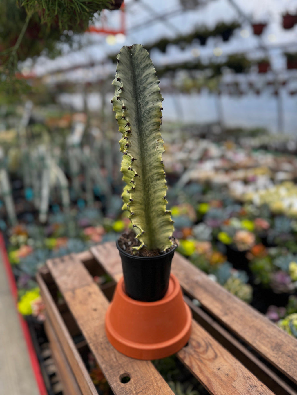 Variegated African Candelabra | Euphorbia Ammak Variegated