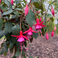 Fuchsia Topiary 'Lilac Bells'