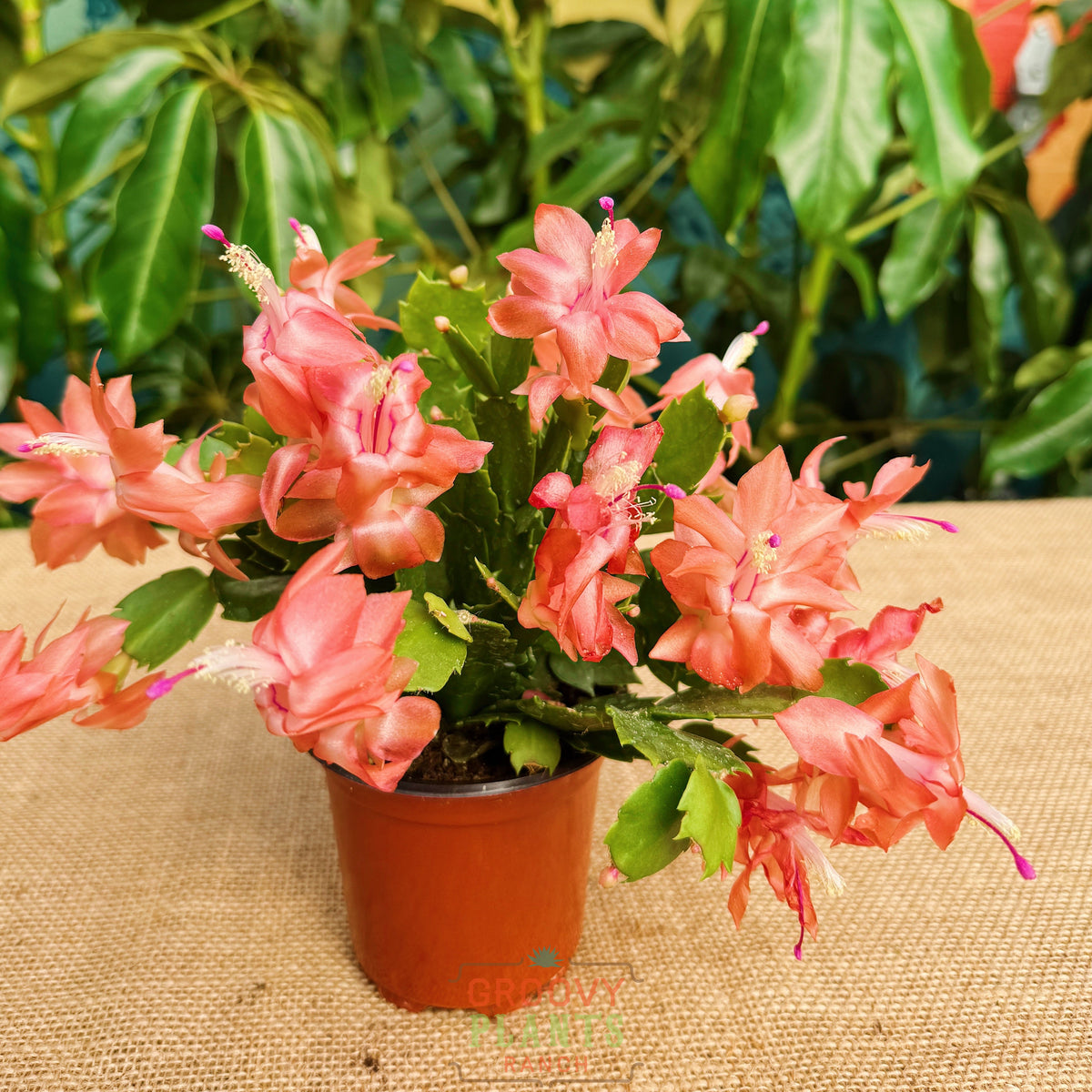 Bigger Vigor Tangerine Sunset Holiday Cactus