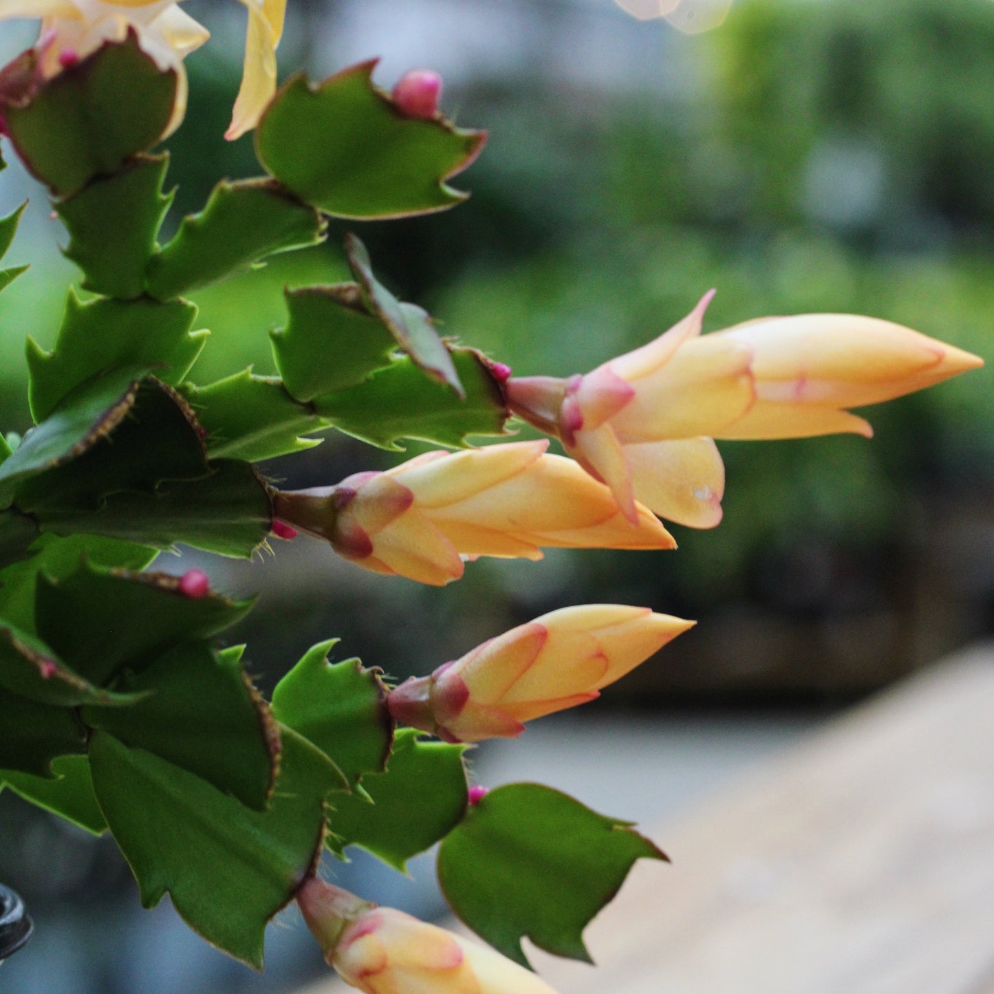 Lemon Meringue Holiday Cactus