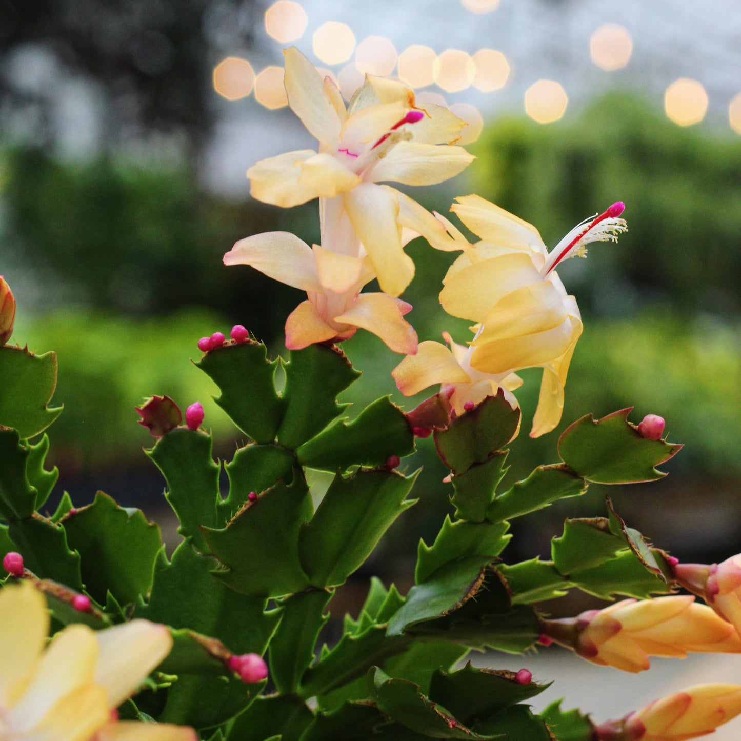 Lemon Meringue Holiday Cactus