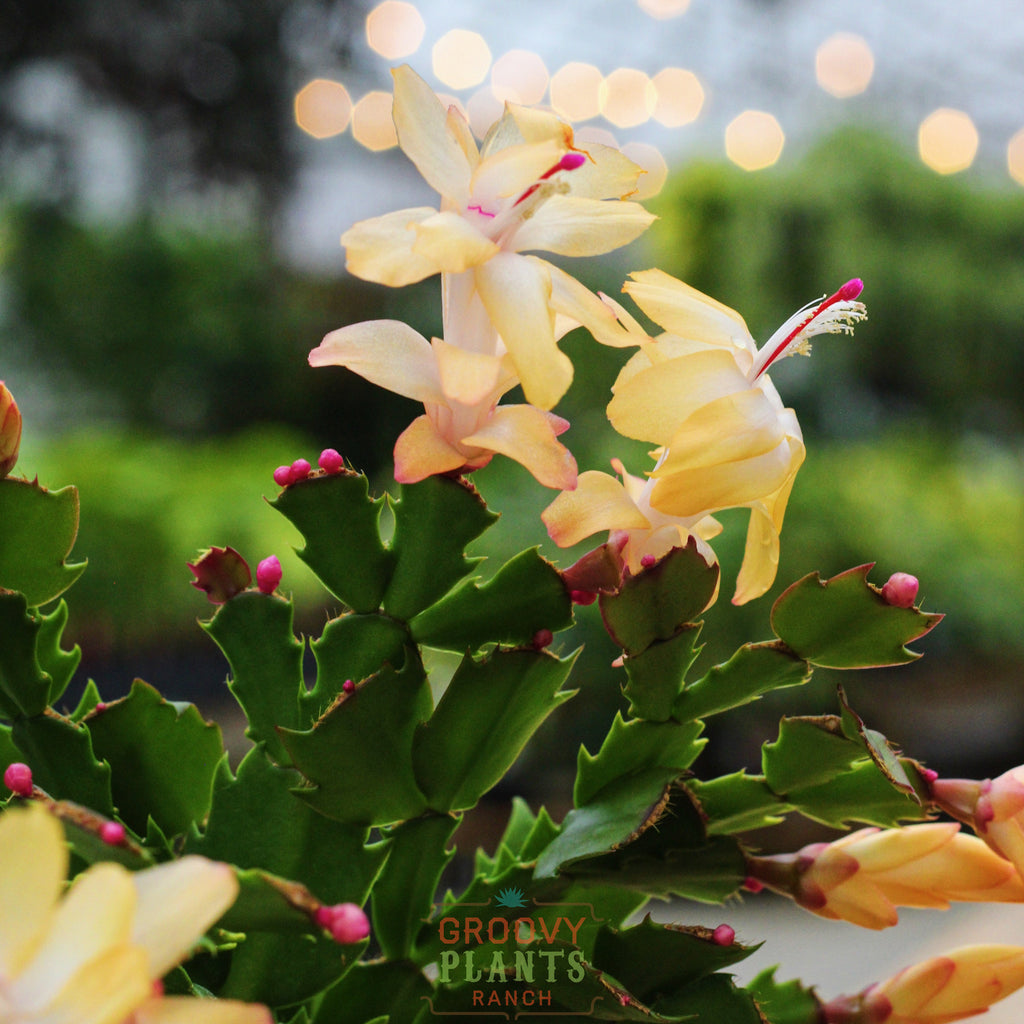 Bigger Vigor Lemon Meringue Holiday Cactus