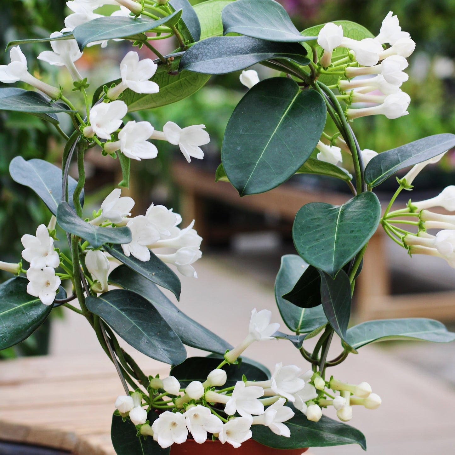 Stephanotis floribunda - Madagascar Jasmine