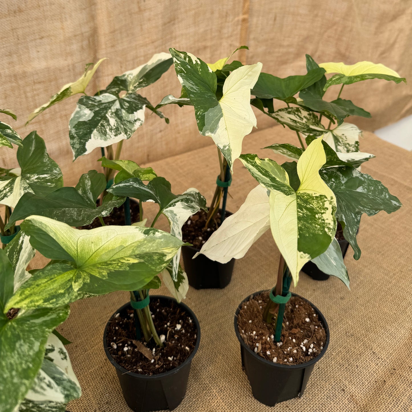 4" Syngonium podophyllum 'Albo' - Limited Release for Pickup