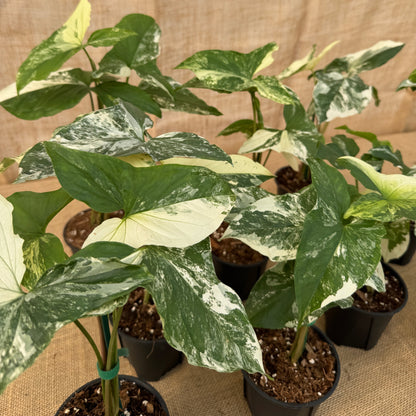 4" Syngonium podophyllum 'Albo' - Limited Release for Pickup