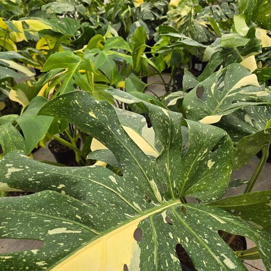 6" Monstera 'Thai Constellation' - Limited Release for Pickup
