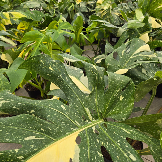 4" Monstera 'Thai Constellation' - Limited Release for Pickup