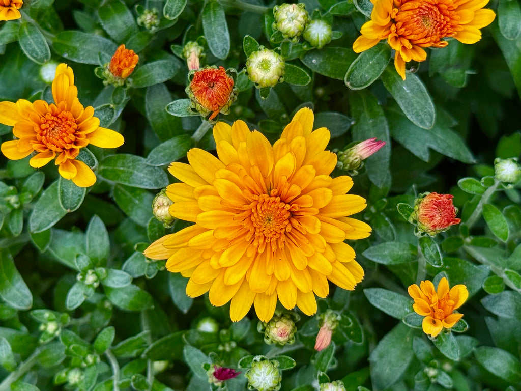 Tricolor Mum
