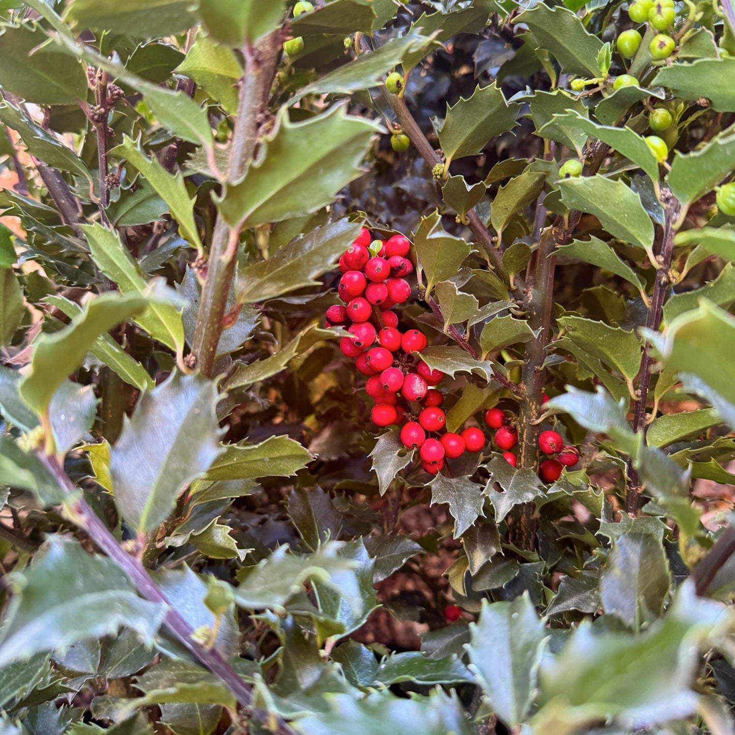 Holly 'Royal Family' - Ilex meserveae 'Blue Prince' + 'Blue Princess' | Limited Release