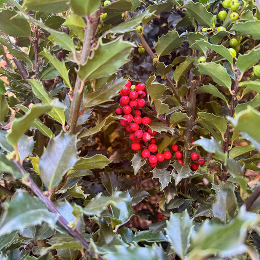 Holly 'Royal Family' - Ilex meserveae 'Blue Prince' + 'Blue Princess' | Limited Release