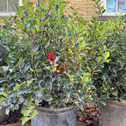 Holly 'Royal Family' - Ilex meserveae 'Blue Prince' + 'Blue Princess' | Limited Release