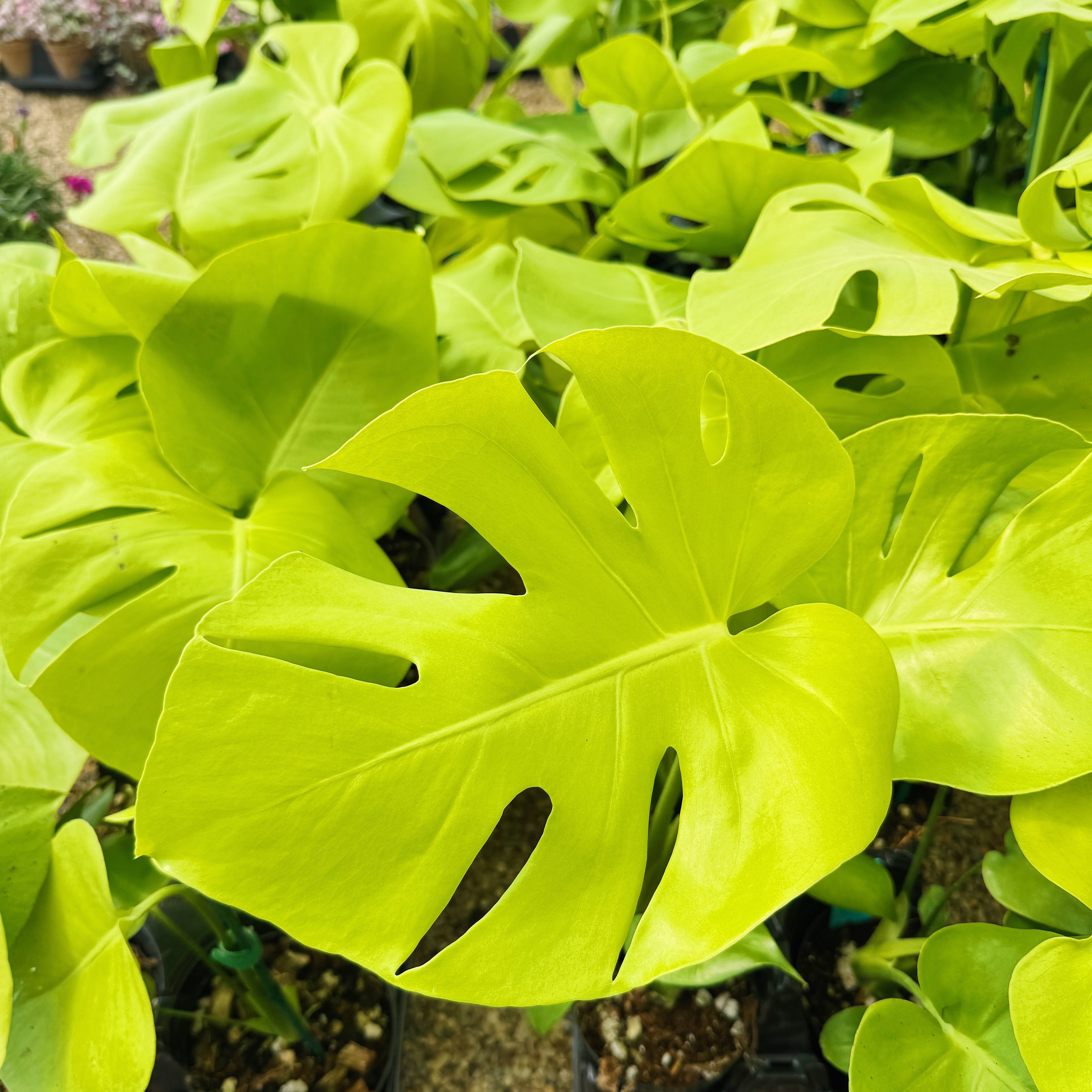 Monstera 'Lemon Lime' | Limited Release – The Groovy Plants Ranch LLC