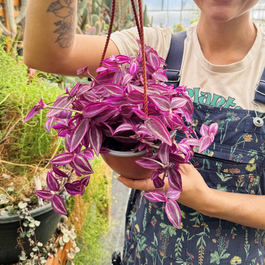 Tradescantia 'pink paradise' | Limited Release
