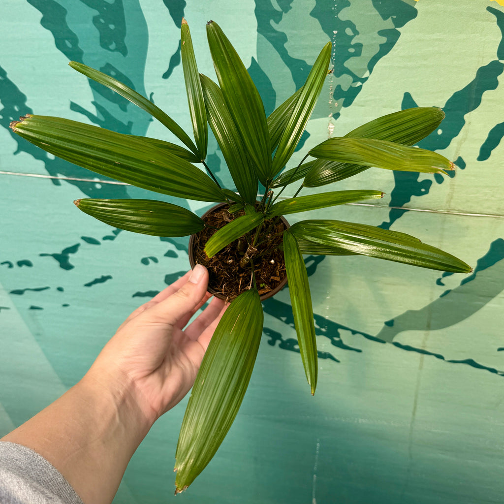 Lady Palm | Rhapis Excelsa