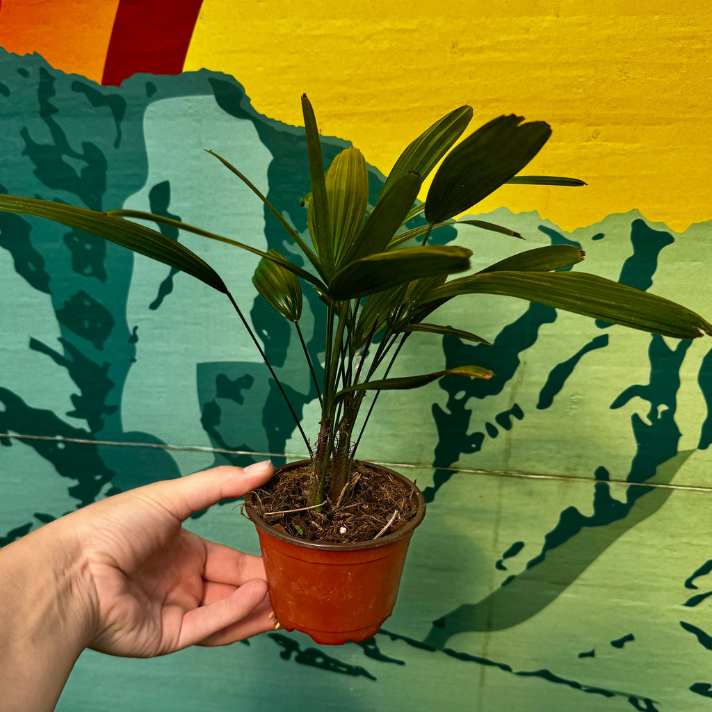 Lady Palm | Rhapis Excelsa