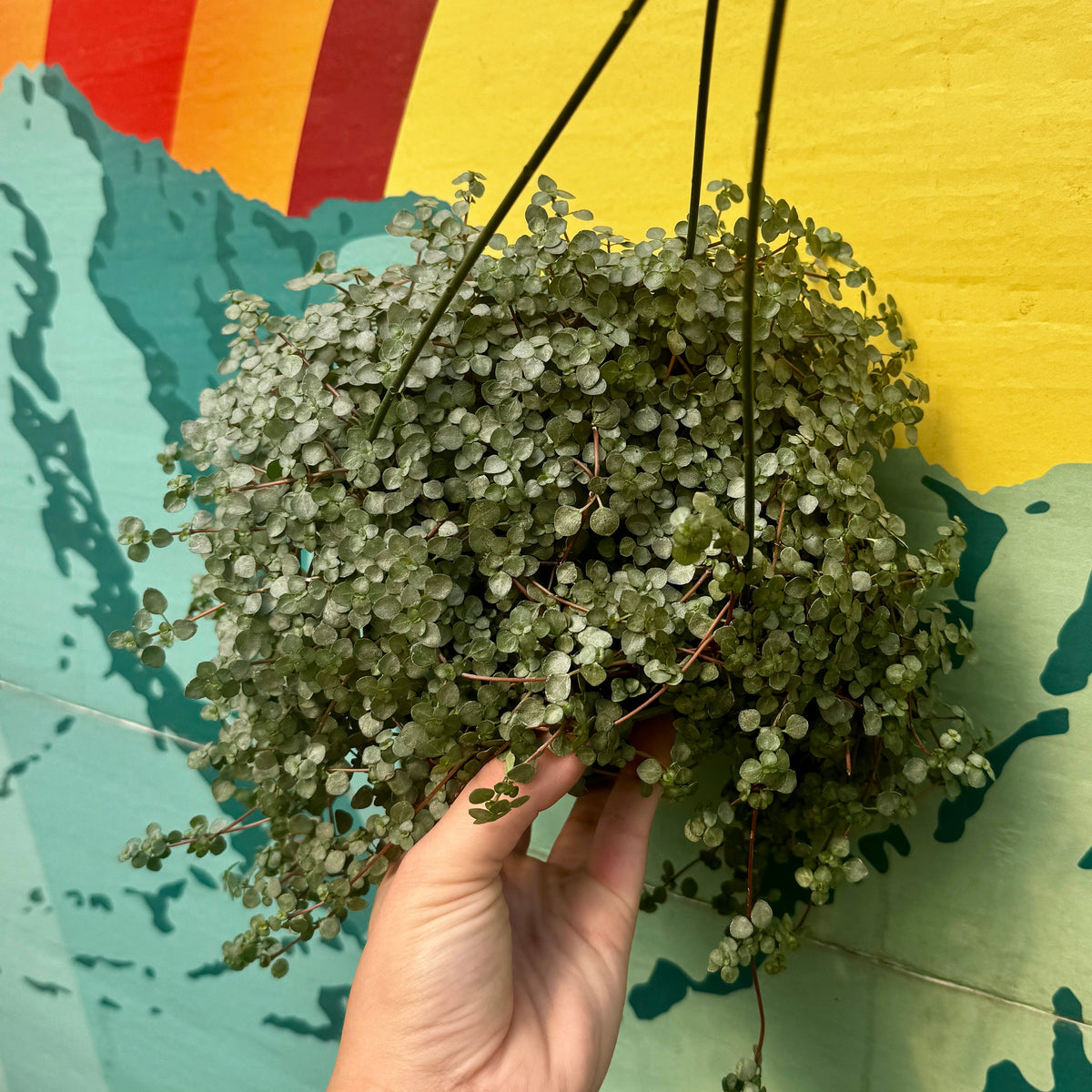Pilea Aquamarine | 6in Hanging Basket Pilea 'glauca'